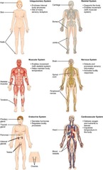 <p>Integumentary, Skeletal, Muscular, Nervous, Endocrine, Cardiovascular, Blood and Lymphatic, Respiratory, Digestive, Urinary, Reproductive.</p>