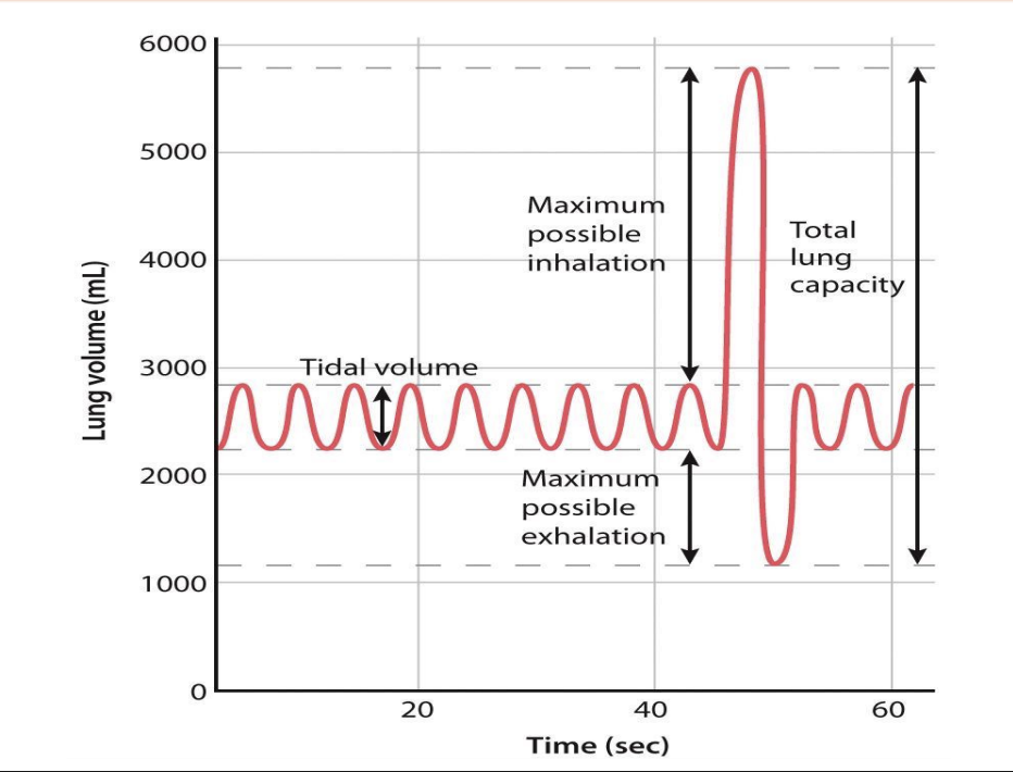 <ul><li><p>With a breathing frequency of 12 breaths per minute</p></li><li><p>(breathing frequency × tidal volume) is 6 liters per minute.</p></li><li><p>Ventilation rate can be changed by either increasing breathing frequency, tidal volume, or both.</p></li></ul><p></p>