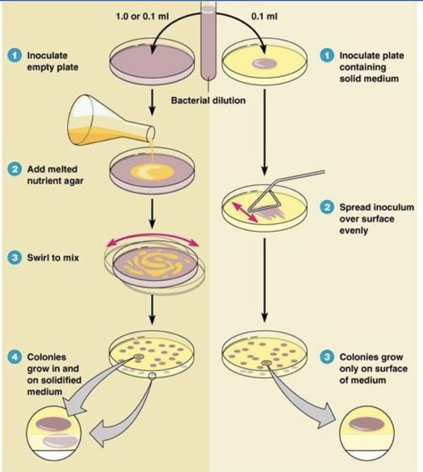 <p>An isolation technique where a small volume ($$30-300$$ cells) of diluted mixture is transferred and spread evenly over the agar surface with a sterile bent rod.</p>