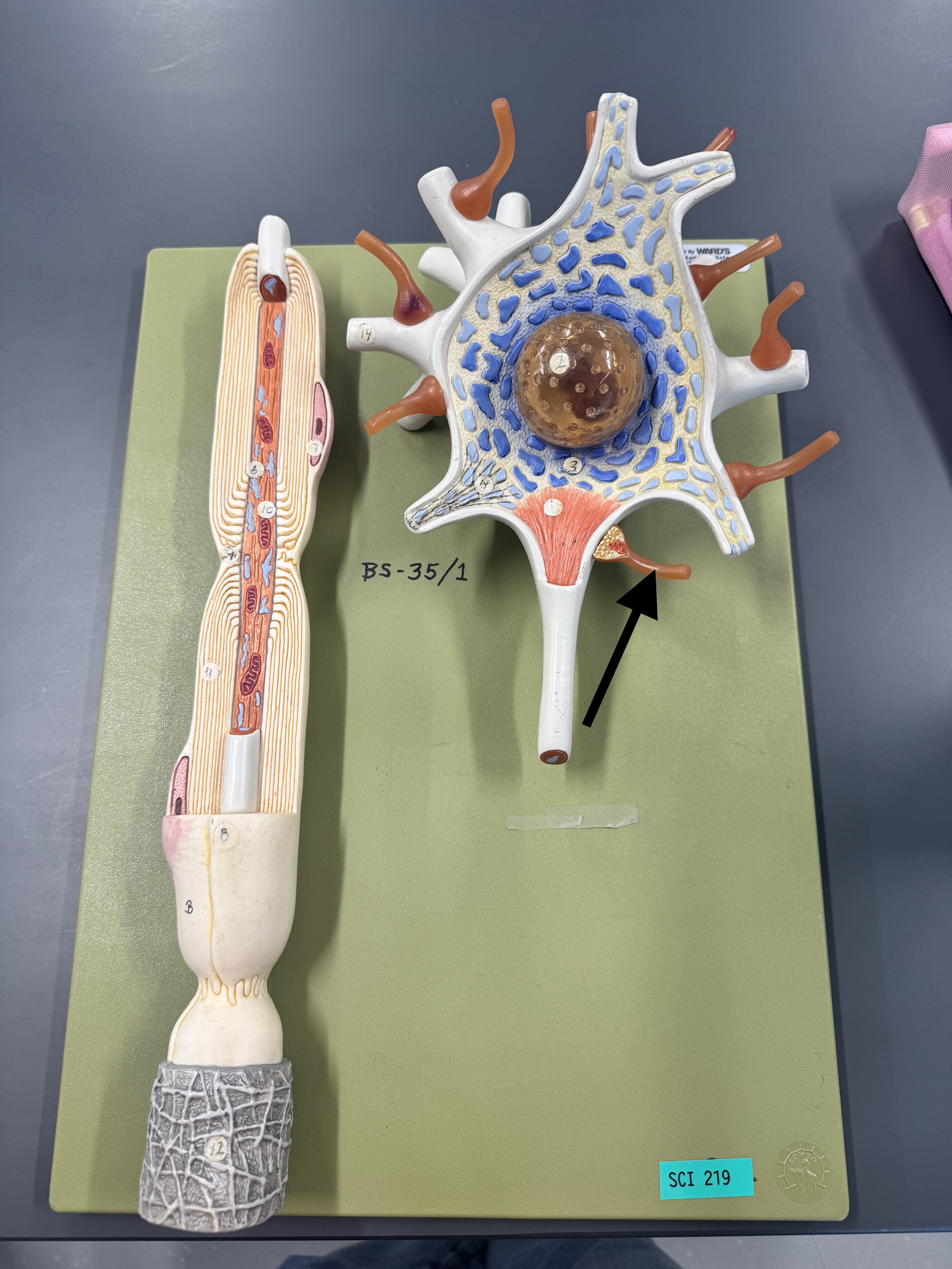 knowt flashcard image