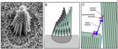 <p>Connect stereocilia and kinocilium.</p>