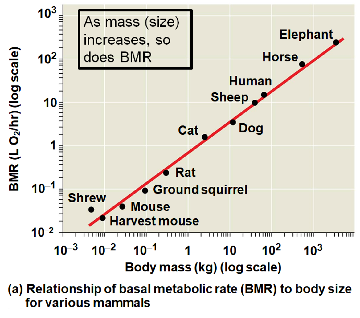 <p>Metabolic Rate</p>
