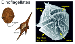 <p>a single-celled organism with two flagella, occurring in large numbers in marine plankton and also found in fresh water. Some produce toxins that cause "Red Tides"</p>
