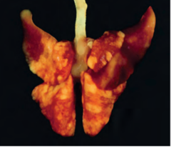 <p>A pig presents with labored breathing and patchy, red inflammed areas in the lungs. What is the primary pathogen?</p>