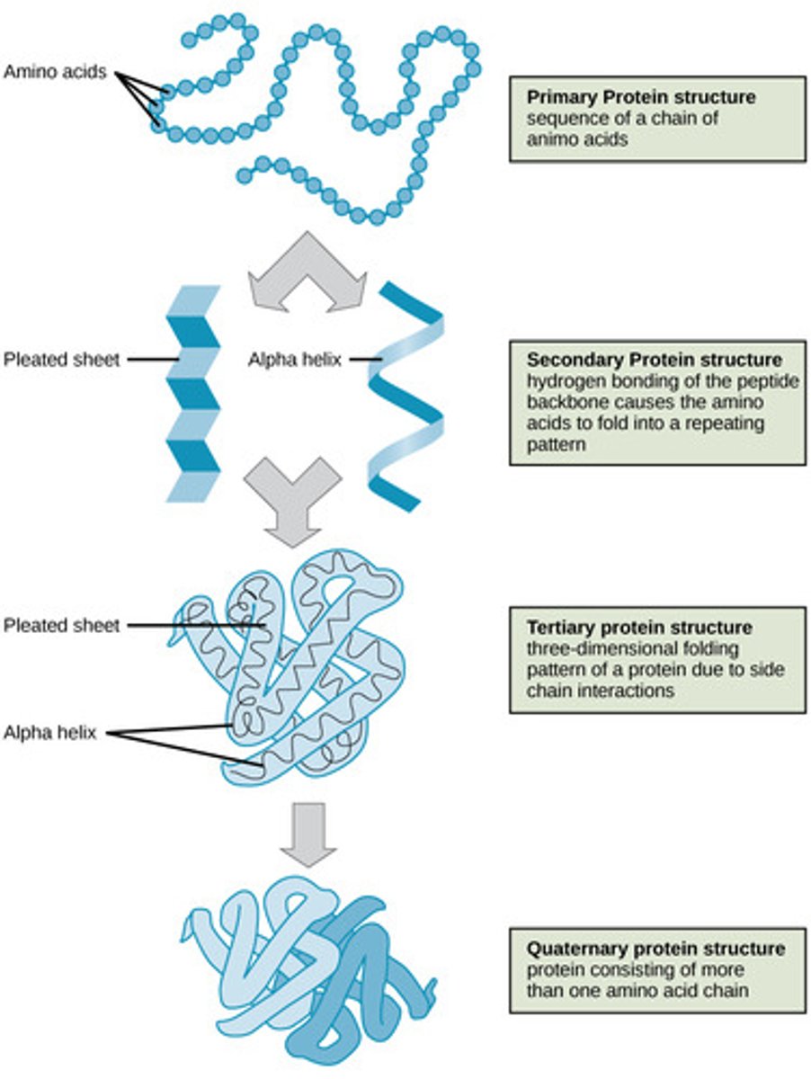 <p>Biomolecules composed of one or more long chains of amino acids, serving various functions including structure and catalysis.</p>