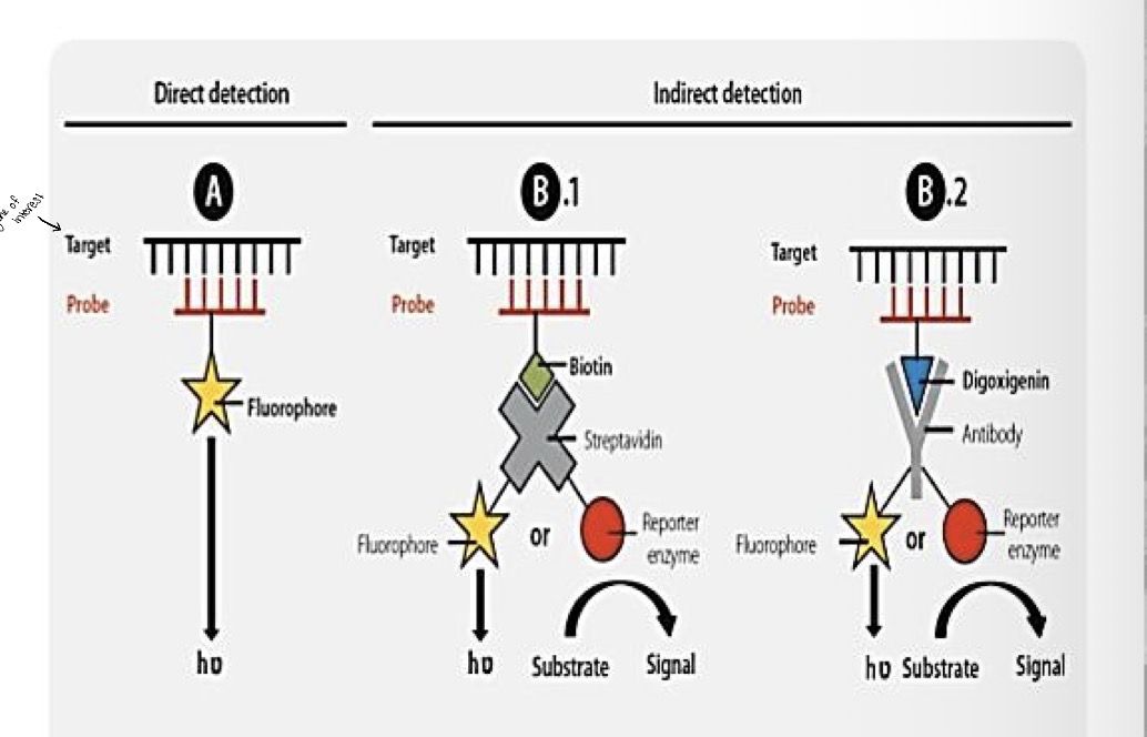 <p>Labeling with fluorophores and haptens </p>