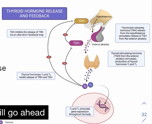 <p>Stimulates the thyroid gland to produce T3 and T4 in order to increase metabolism </p>