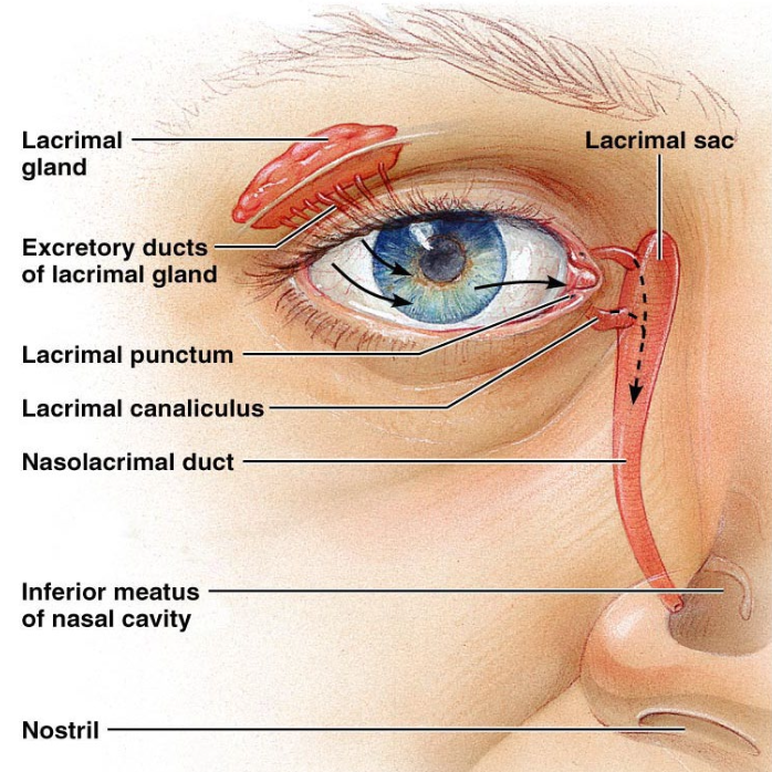 <p>Tears = Lacrimal Fluid</p><ul><li><p>Cleans and lubricates the eye</p></li><li><p>Contains mucus, antibodies, and lysozyme</p></li></ul><p></p>