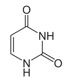 <p><span>Identify the following nitrogenous base:</span></p>