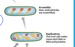 <ul><li><p>the host cell makes more viral DNA or RNA and proteins</p></li><li><p>new viral particles are assembled</p></li></ul><p></p>