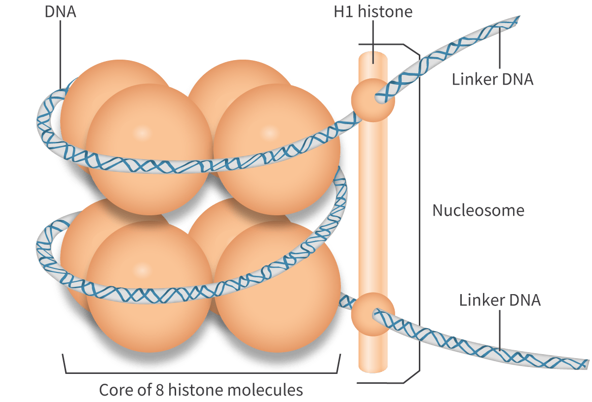 <p>Supercoil chromosome and inside consists of 8 subunits of&nbsp; the histone (Octomer), wrapped around twice is the DNA&nbsp;</p>