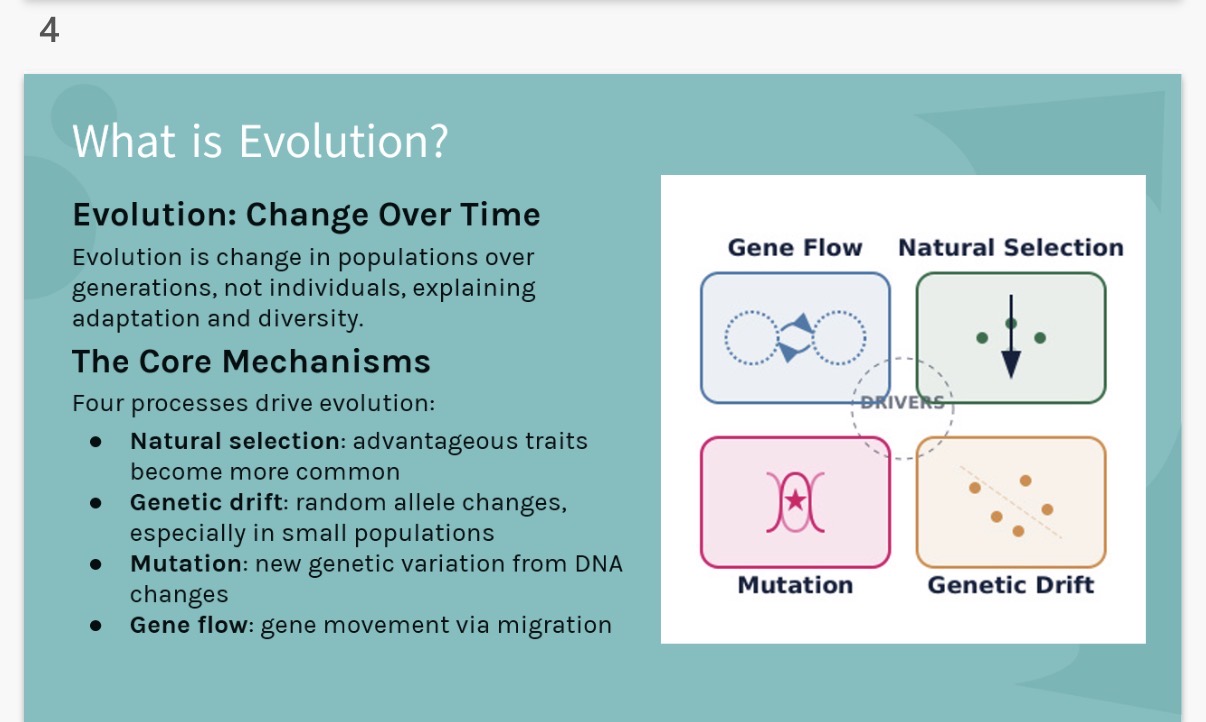 <p><strong>What is Evolution?</strong></p><p><strong>Evolution : Change Over Time</strong> Evolution is the change in …1? over generations, not individuals( which explains adaptation and diversity)</p><p><strong>The Core Mechanisms</strong></p><ol start="2"><li><p>There are 4 processes that drive evolution. Name and briefly explain them?</p></li></ol><p><strong>Change Over Time</strong></p><p>Evolution is the process by which species change across …3?. These changes are passed on through ..4?.</p><p><strong>Not Individuals, But Populations</strong></p><p>Individuals do not evolve - …5? do. Over many generations, the proportion of certain …6? in a population can shift.</p><p><strong>Evidence All Around Us</strong></p><p>From antibiotic-resistant …7? to Darwin's finches, evolution is observable in nature and laboratories alike</p><p>Note: image in the other side contains an example of how Darwin’s Finches study links to evolution</p>