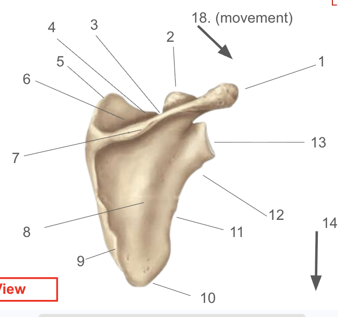 <p>What is number 10? (posterior)</p>