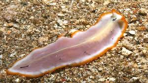 <p>Flatworms (Planer)</p><p>Bilateral; Triplo; Protosome; Aceolomate(No body cavity)</p><p>-Regenerate</p><p>-Eyespots: Detect light, not real eyes</p>