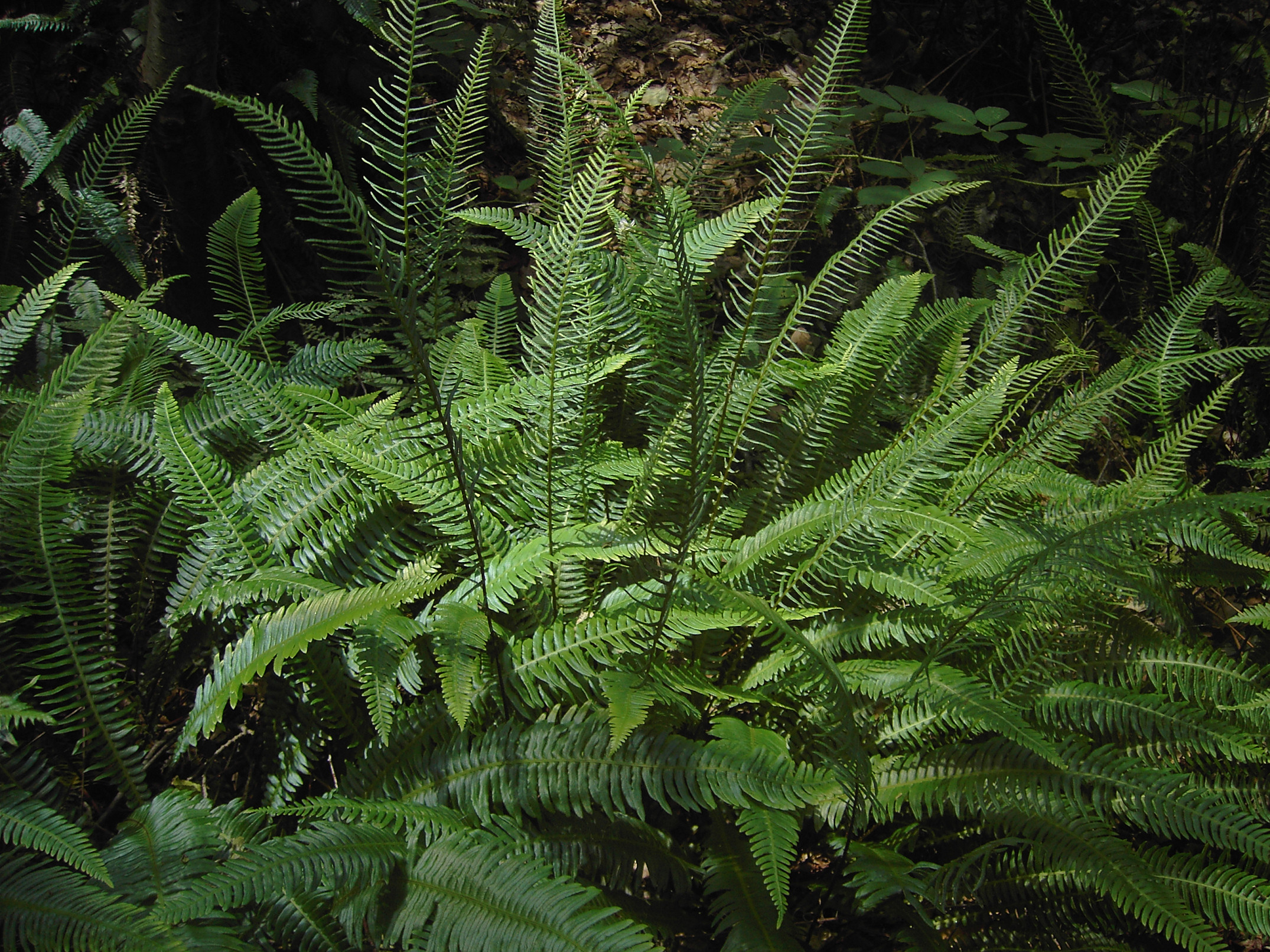 <p>evergreen, tufted, 2 kinds, often pressed to the ground, purplish-brown, widely spaced, oblong, narrower, sometimes rolled in near </p>