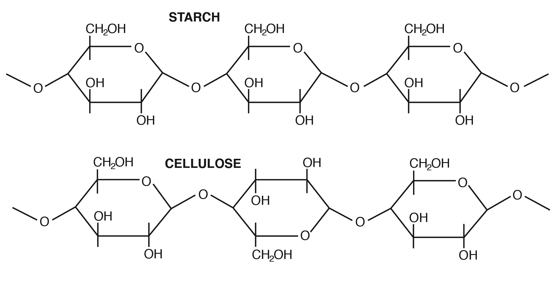 <p>disaccharides and polysaccharides; glycosidic bonds link because of condensation reaction, they form between 2 -OH groups</p>