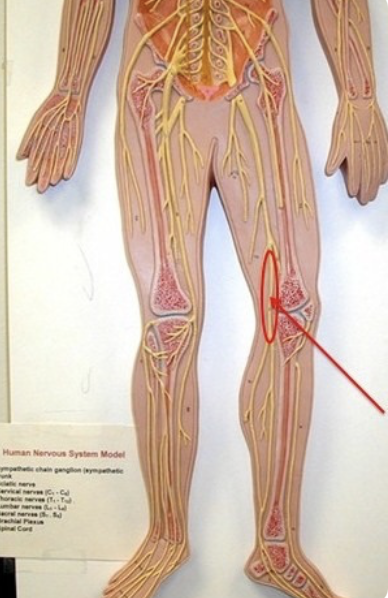 <p>motor to muscles of posterior thigh</p>