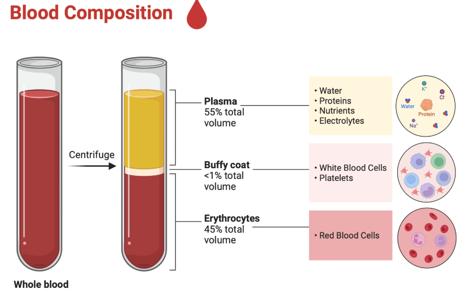 <ul><li><p>Distribution — how the drug is distributed around the body and its propensity (natural inclination) to accumulate in certain tissues and organs</p></li><li><p>Drug is distributed by blood plasma</p></li></ul><p></p>