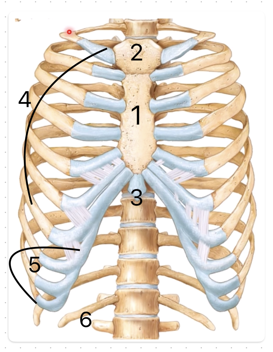 <p>1 - Sternum body</p><p>2 - <span style="line-height: 15.333332px;">Manubrium</span></p><p>3 - <span style="line-height: 15.333332px;">Xiphoid process</span></p><p>4 - True ribs (1-7)</p><p>5 - False ribs (8-10)</p><p>6 - Floating ribs (11&amp;12)</p>