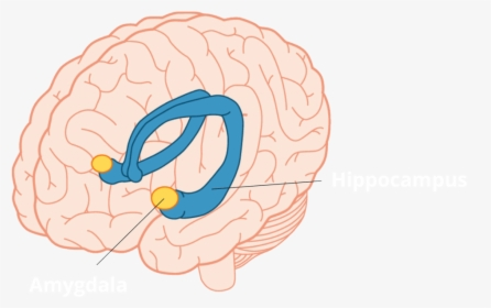 <p>limbic system</p>