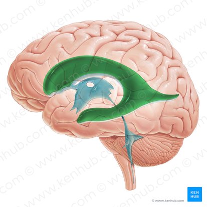 <p>How many lateral ventricles are there?</p>