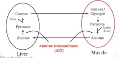 <p>- Indicates low [glucose] in body bc muscles are degrading proteins for energy</p><p>- When alanine goes to liver, it inhibits PK → slows down glycolysis; liver then converts alanine back into glucose via gluconeogenesis → sent back to muscles as glucose for energy</p>