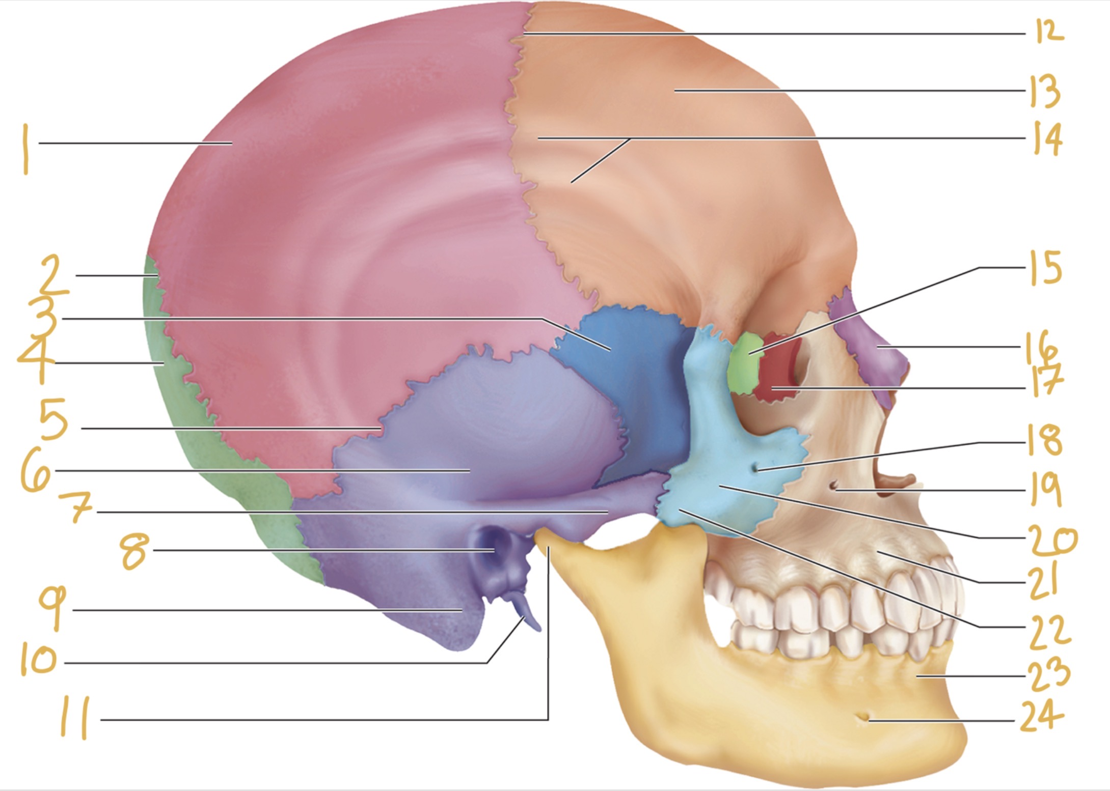 <p>Label 16</p>