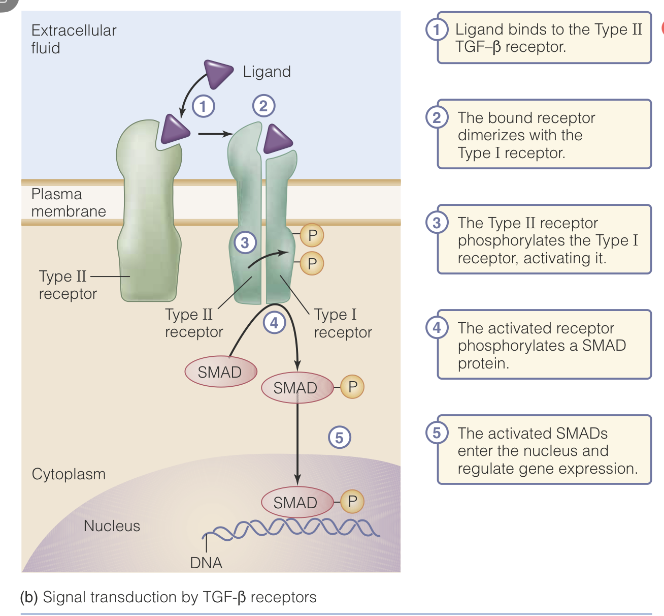 <p>In this case, a ligand binds to a Type II TGF-Beta receptor (Tissue Growth Factor Beta Receptor)</p><p>Once this receptor is bound, it dimerized with its Type I receptor. This dimer can then carry out the full reaction of the receptor. </p><p>Once the dimer has formed, the Type II subunit phosphorylates the Type I subunit. </p><p>This phosphorylation activates the Type I receptor and it phosphorylates a SMAD protein.</p><p>These activated SMAD proteins will then enter the nucleus and regulate gene expression. </p><p>More generally, these receptor bind ligand and then phosphorylate intracellular proteins, to trigger further effects. </p>
