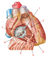 <p>What is labeled 1?</p>