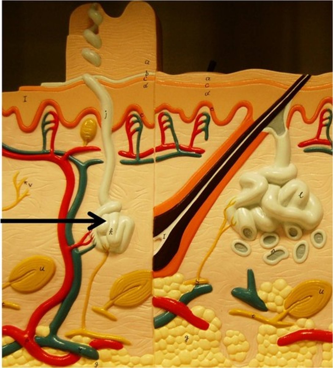<p>structure found in tissue?</p>