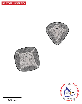 <p>moniezia</p>