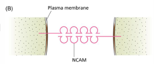 <p>Adherens Junctions</p>