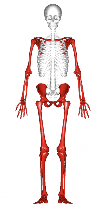 <p>The Clavicle, Scapula, Upper limb bones, Pelvis, Lower limb bones</p>