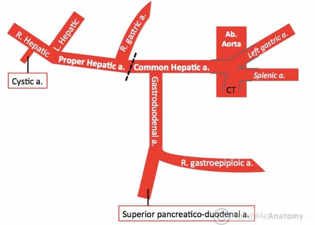 <ul><li><p>proper hepatic artery</p></li><li><p>gastroduodenal artery</p></li></ul><p></p>