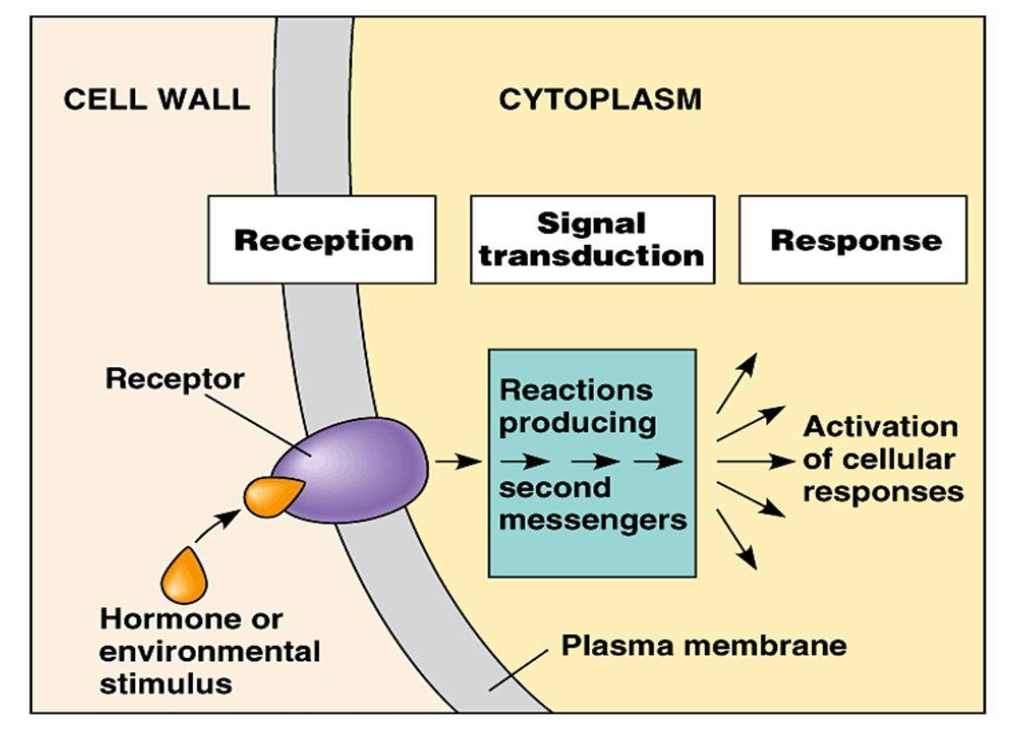<ul><li><p><span>Specificity</span></p><ul><li><p><span>Receptor proteins have very specific binding sites for chemical signal molecules (= ligands).</span></p></li></ul></li><li><p><span>Ligand binding causes receptor protein to change shape</span></p><ul><li><p><span>Shape change activates receptor (e.g., kinase activity)</span></p></li></ul></li><li><p><span>Activated receptor alters function of a responder protein.</span></p><ul><li><p><span>The signal is amplified - more than one responder molecule in cell</span></p></li></ul></li><li><p><span>Response is executed</span></p><ul><li><p><span>Responder activates/deactivates other cellular effectors</span></p></li><li><p><span>Cell activity is altered</span></p></li></ul></li></ul><p></p>