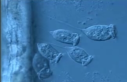 <p><span>Ciliates</span></p>