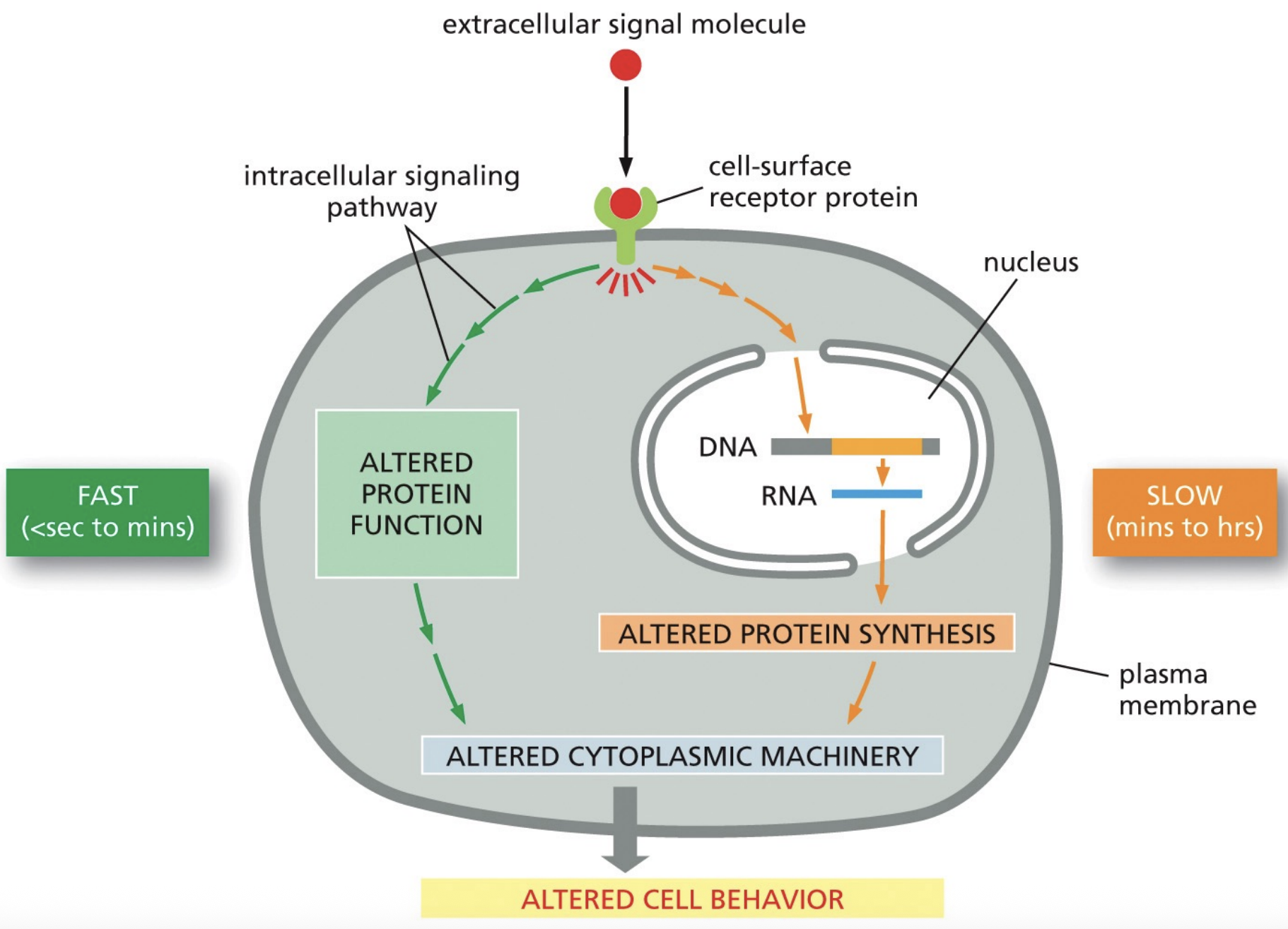 <p>slowly or rapidly</p>