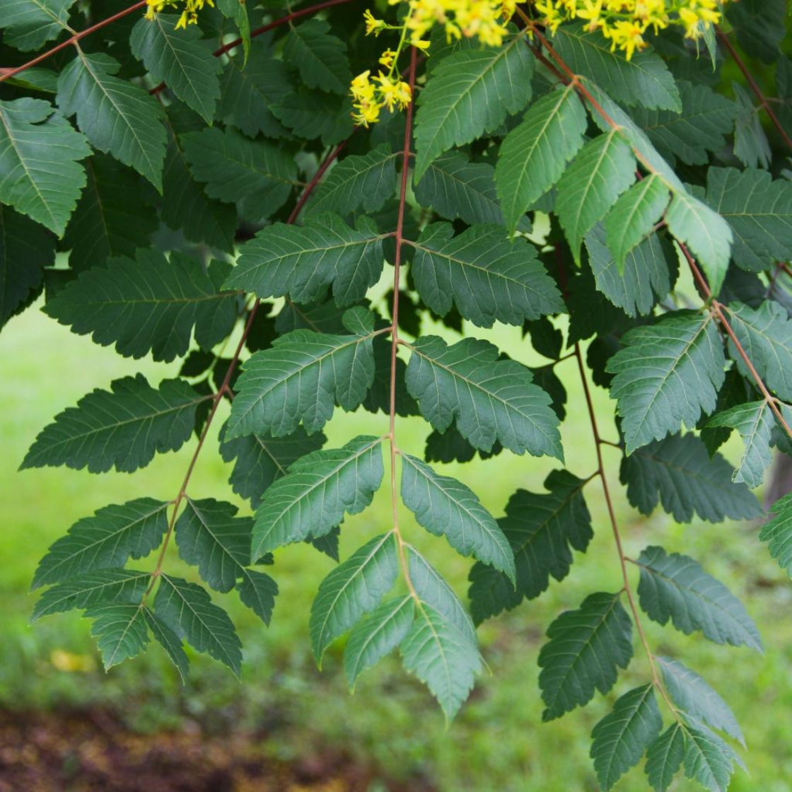 <p>Koelreuteria paniculata</p>