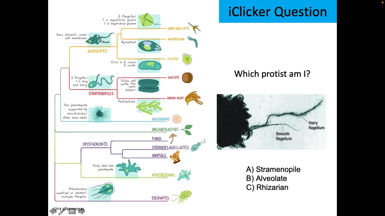 <p>Which protist am I?</p>