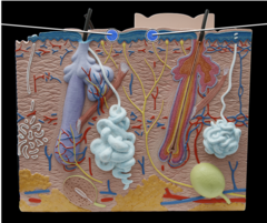<p>respond to pain and temperature</p>