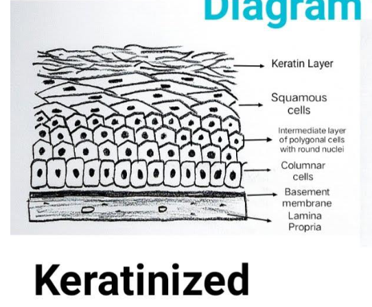 <ul><li><p>Multiple layers of flat, thin cells BUT with a layer of KERATIN on top</p></li></ul><p>.</p><ul><li><p>Provides a barrier against mechanical stress and abrasion</p></li></ul><p></p>