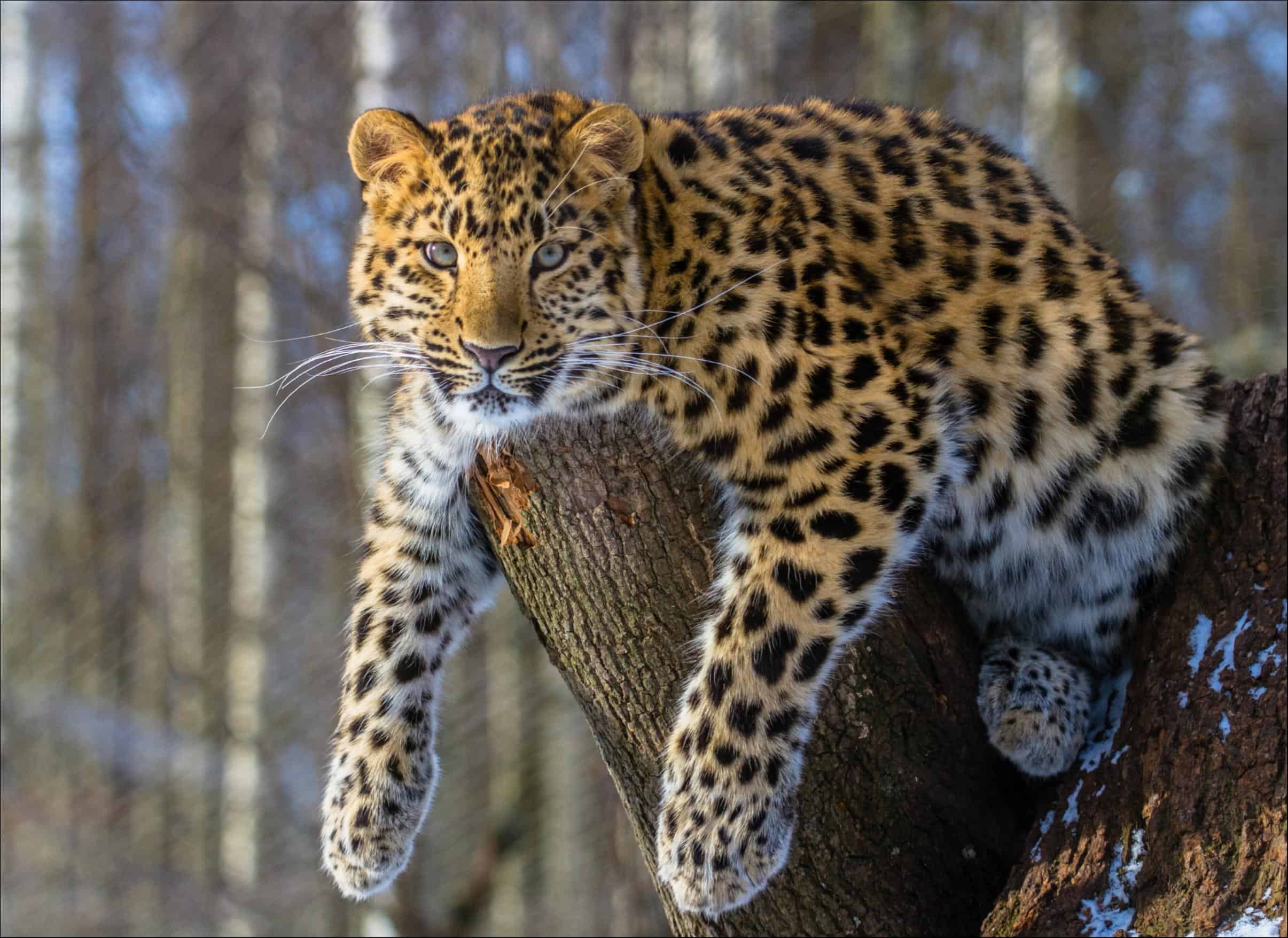 <p>Amur Leopard </p>
