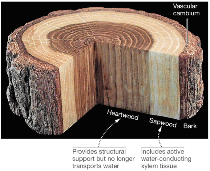 <p>Wood Structure: Heartwood vs Sapwood</p>