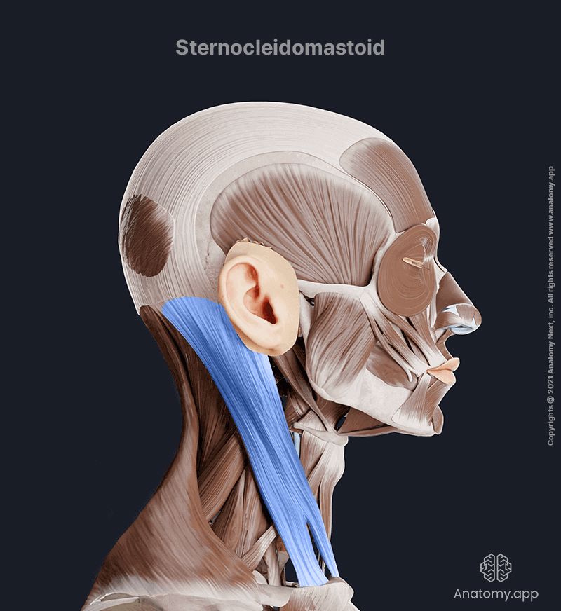 <p>Stenocleidomastoid</p>