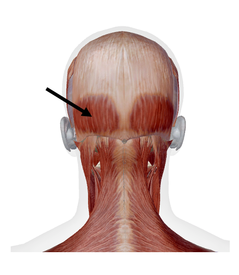 <p>Identify the name of the muscle that the arrow is pointing to in the image.</p>