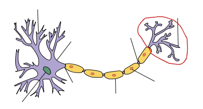 <p>Axon Terminal</p>