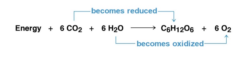 <p>Light energy + 6 CO2 + 6 H2O → C6H12O6 (chemical energy) + 6 O2 + Heat</p><p></p><ul><li><p>electrons flow upward towards a higher level of energy</p></li><li><p>This is an endergonic reaction powered by light </p></li></ul><p></p>