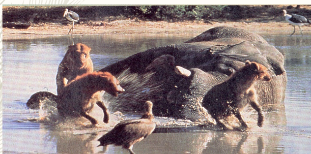 <p>A (negative, negative) interaction that occurs when organisms of the same of different species compete over a common resource that is in short supply.</p>