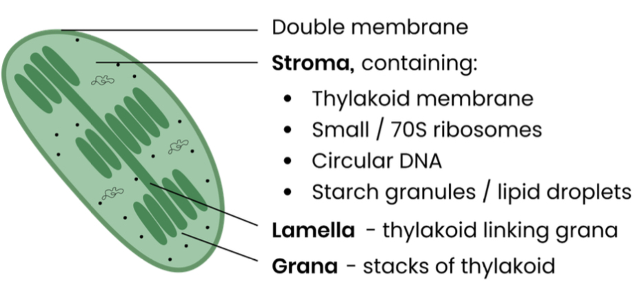 <p>1. Light dependent reaction that happens in the thylakoid membrane of chloroplast</p><p></p><p></p><p>2. Light independent reaction that happens in the</p><p>stroma of chloroplast</p>