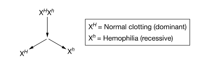 <p>Sex chromosomes determine the phenotype of sex in humans. Embryos containing XX chromosomes develop into females, and embryos containing XY chromosomes develop into males. The sex chromosomes separate during meiosis, going to different gamete cells.</p><p class="passage_para">A woman is heterozygous for the X-linked recessive trait of hemophilia A. Her sex chromosomes can be designated as XHXh. During meiosis the chromosomes separate as shown in Figure 1.</p><p class="passage_para">If the woman and a man with normal clotting function have children, what is the probability of their children exhibiting hemophilia ?</p><p><strong>A) </strong>50 percent for daughters, 0 percent for sons</p><p><strong>B) </strong>50 percent for sons, 0 percent for daughters</p><p><strong>C) </strong>50 percent for all children</p><p><strong>D) </strong>0 percent for all childr</p>